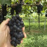 ピノ・ノワールの収穫ボランティアに行ってきた——三次・Vinoble Vineyard
