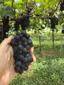 ピノ・ノワールの収穫ボランティアに行ってきた——三次・Vinoble Vineyard