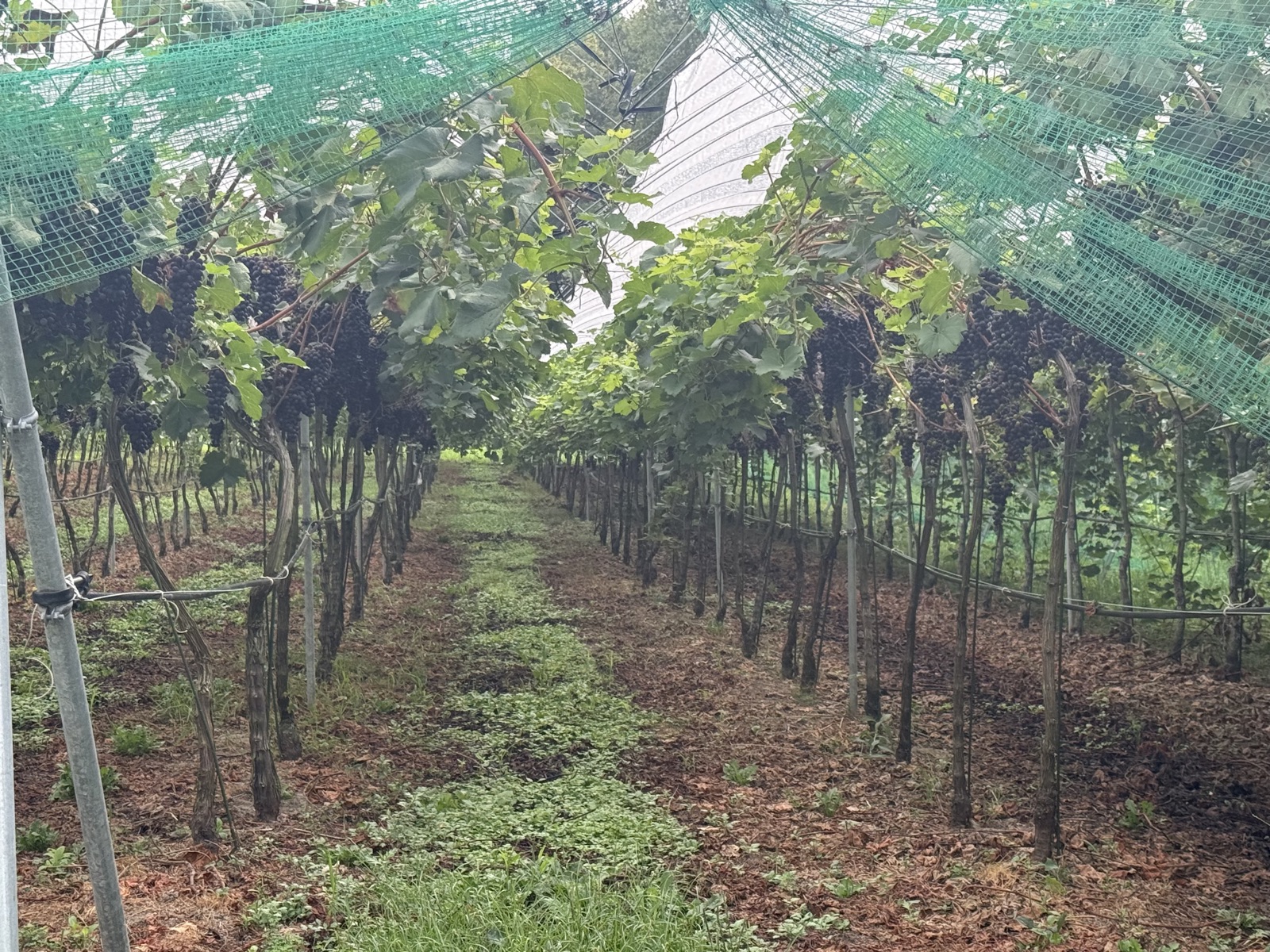 Vinoble Vineyardのピノ・ノワールの畑